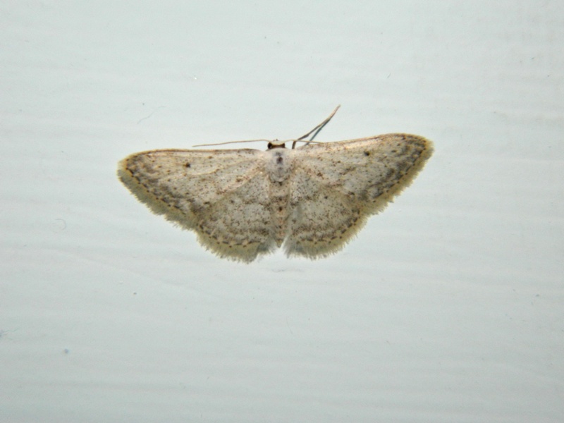 Idaea seriata  e Idaea elongaria
